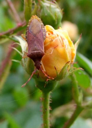 Gonocerus acuteangulatus