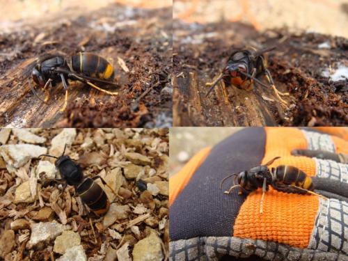 Vespa velutina