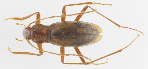 Réf. 83 567 : Isereus xambeui