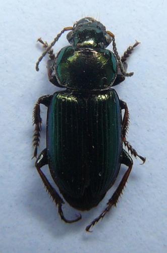 Harpalus oblitus patruelis