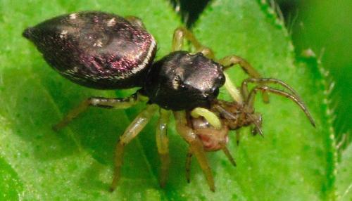 Réf. 83 179 : Heliophanus cupreus