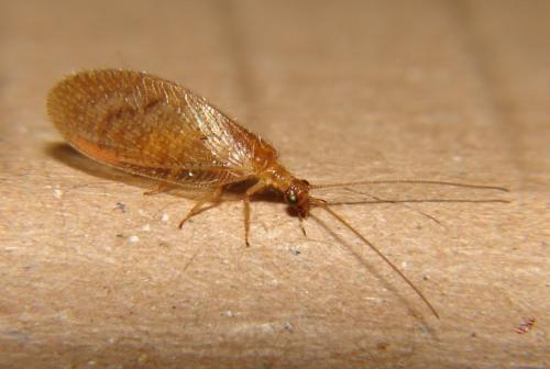 Réf. 83 602 : Hemerobius stigma