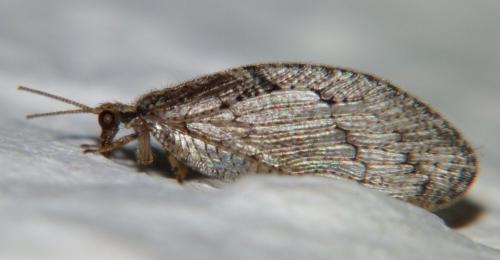 Wesmaelius sp.
