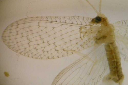 Hemerobius micans
