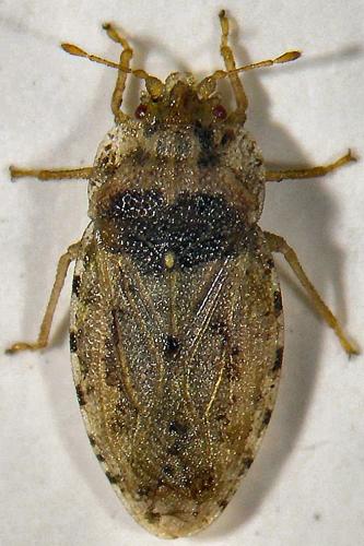 Parapiesma quadratum