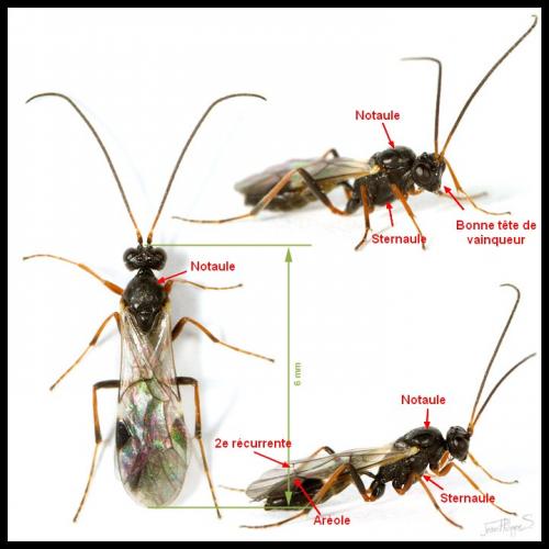 Bathythrix aerea