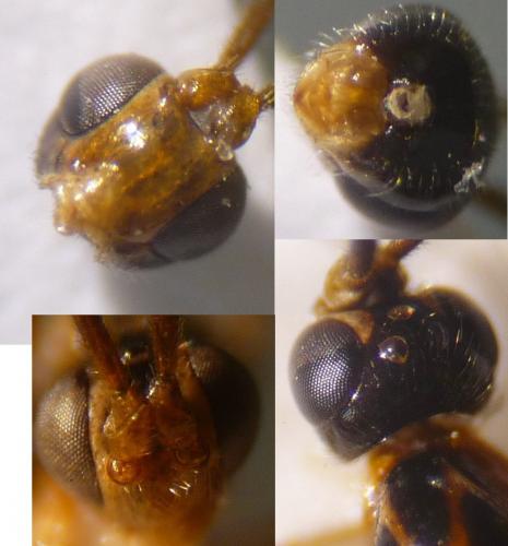 Megastylus sp.