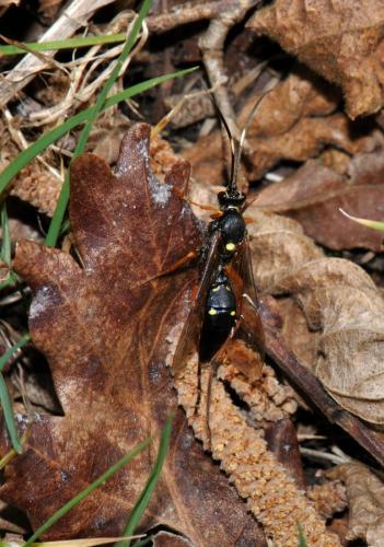 Réf. 83 058 : Diphyus quadripunctorius