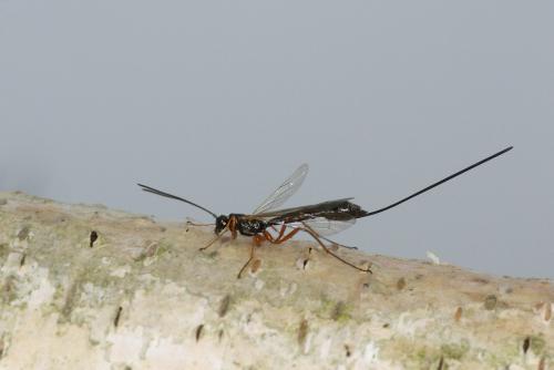 Réf. 83 763 : Rhyssella approximator