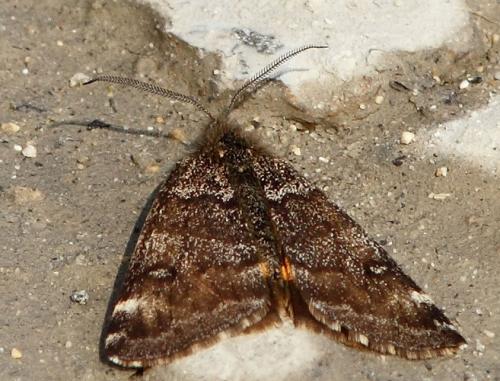 Boudinotiana notha