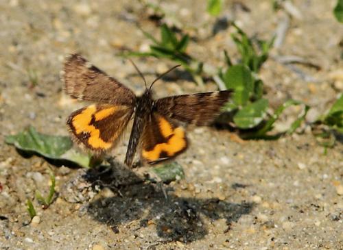 Boudinotiana notha