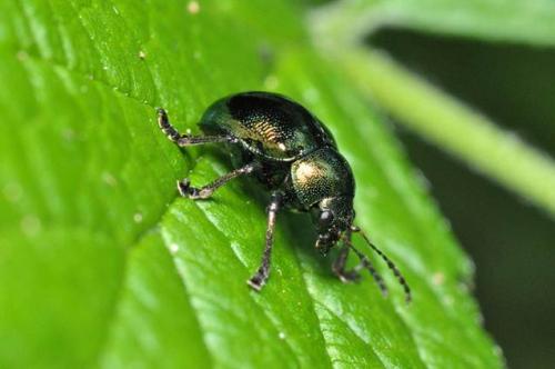 Colasposoma dauricum