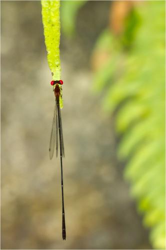 Protoneura ailsa