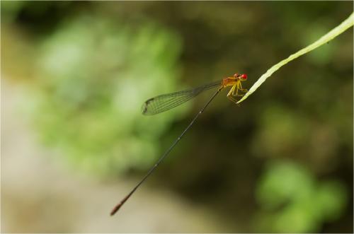 Protoneura ailsa