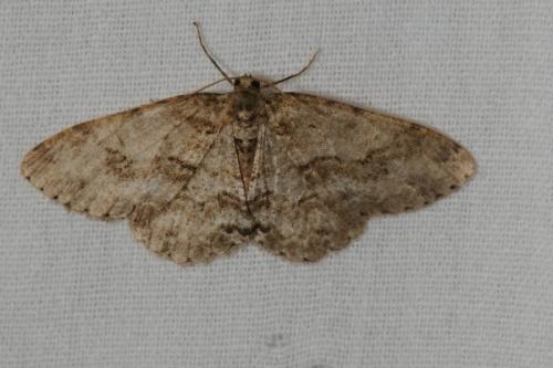 Ectropis crepuscularia