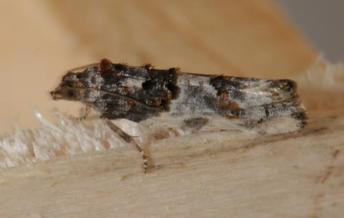 Phaneta pauperana