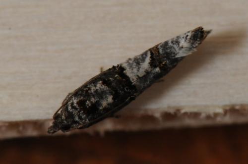 Phaneta pauperana