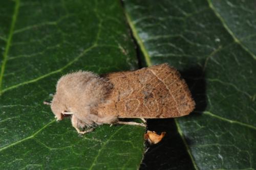 Orthosia cerasi