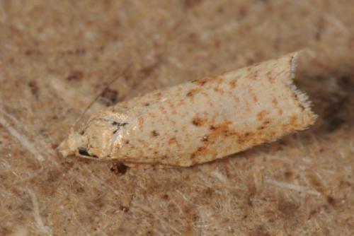Réf. 83 860 : Acleris sp.