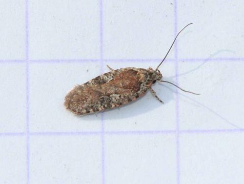 Réf. 83 125 : Agonopterix purpurea