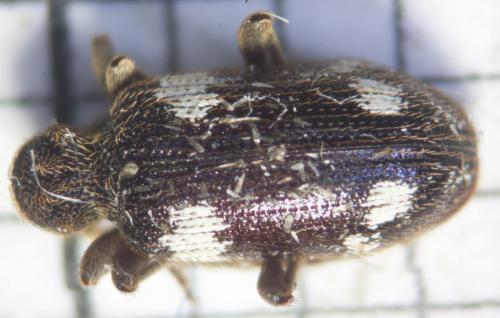 Réf. 83 619 : Ptinus sexpunctatus