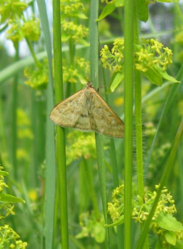 Réf. 83 917 : Sitochroa verticalis