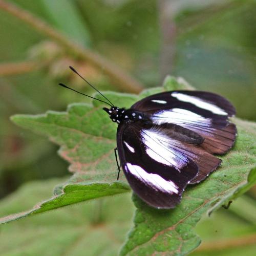 Hypolimnas sp.