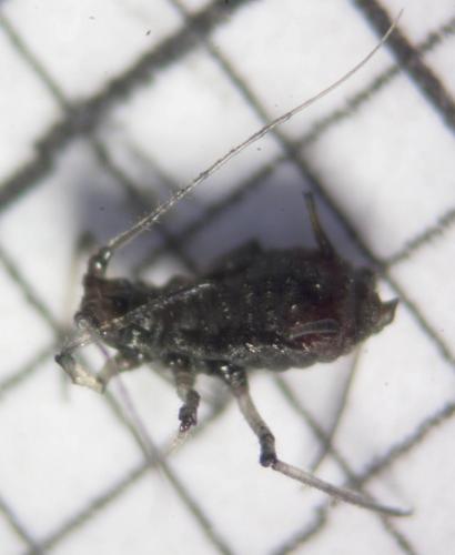 Acaudinum sp.