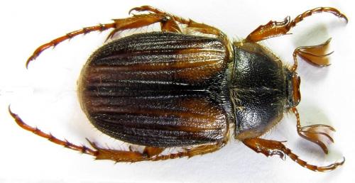 Amphimallon pygiale