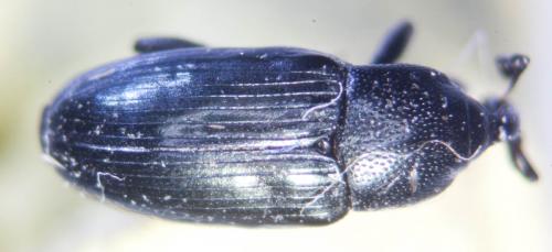 Réf. 83 088 : Aulacobaris coerulescens