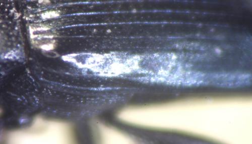 Aulacobaris coerulescens