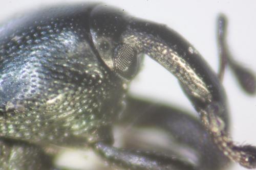Aulacobaris coerulescens