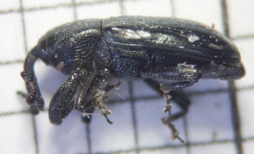 Réf. 83 089 : Aulacobaris coerulescens