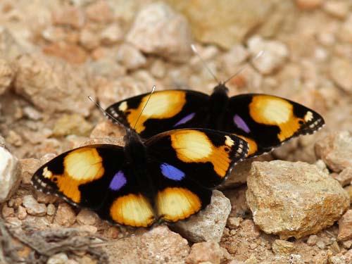 Réf. 83 984 : Junonia hierta