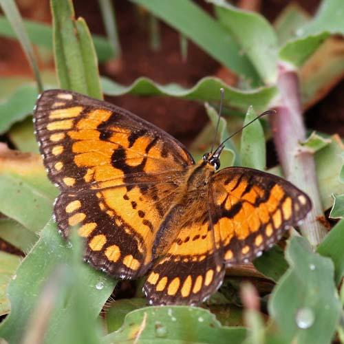 Réf. 83 985 : Byblia anvatara