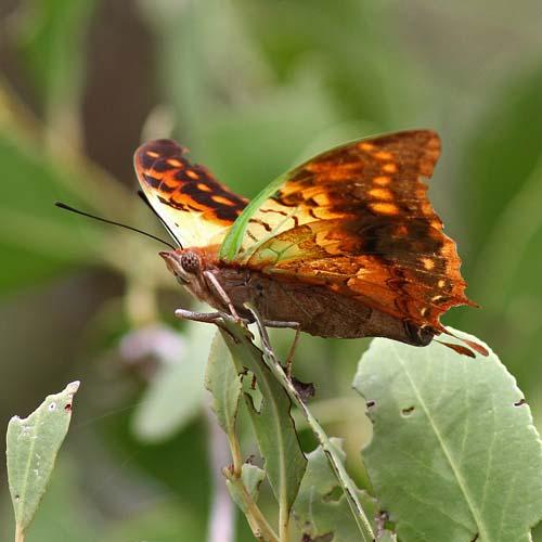 Charaxes candiope