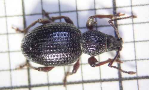 Otiorhynchus ovatus