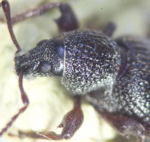 Otiorhynchus ovatus