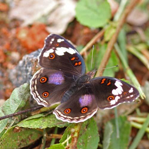 Junonia oenone