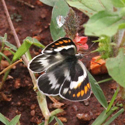 Colotis euippe