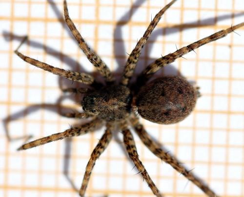 Pardosa hortensis