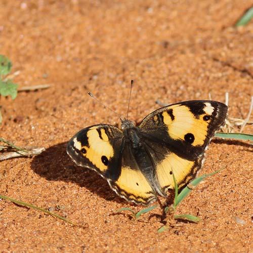 Réf. 83 940 : Junonia hierta