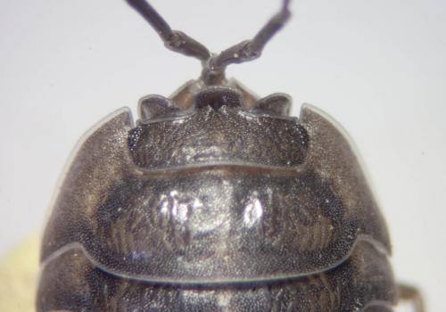 Réf. 83 134 : Armadillidium nasatum