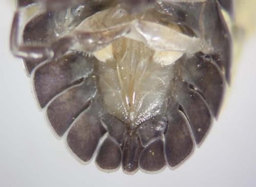 Réf. 83 136 : Armadillidium nasatum