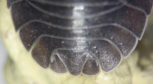 Réf. 83 135 : Armadillidium nasatum