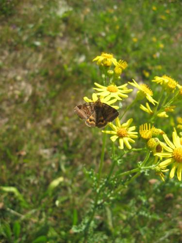 Euclidia glyphica