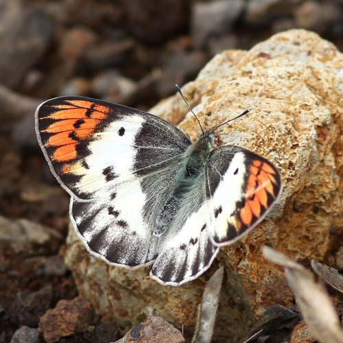Réf. 83 947 : Colotis danae