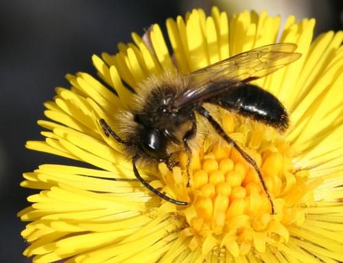 Andrena sp.
