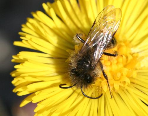 Andrena sp.