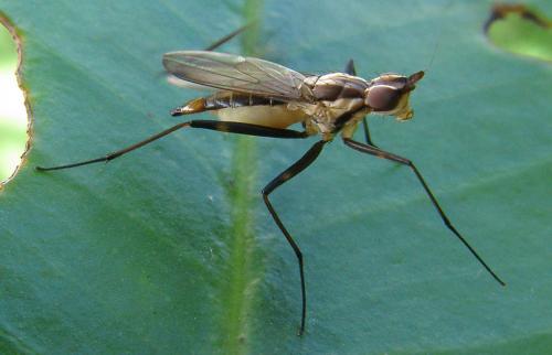 Telostylinus sp.